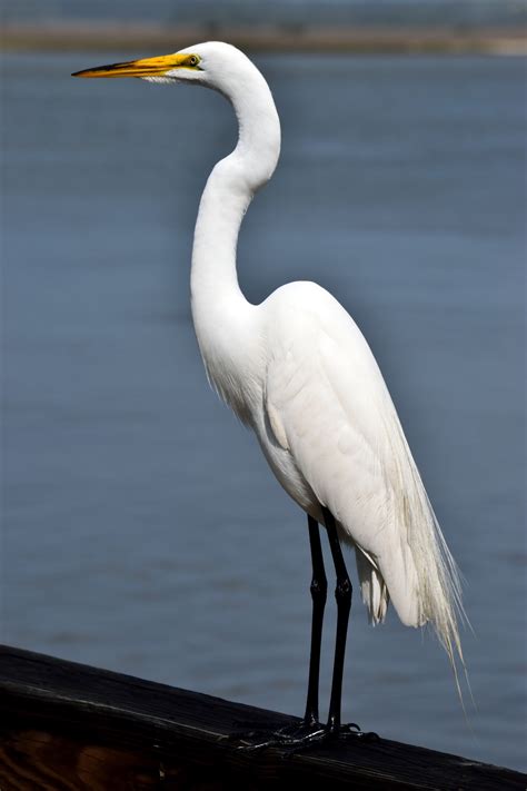 egret white color